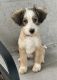 Tibetan Terrier Puppies for sale in 413 Tanner Rd, Greenville, SC 29607, USA. price: $1,000