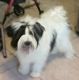 Tibetan Terrier Puppies for sale in Los Angeles, CA, USA. price: NA