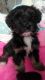 Tibetan Terrier Puppies for sale in Florida City, FL, USA. price: NA