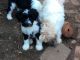 Tibetan Terrier Puppies for sale in Birmingham, AL, USA. price: $550