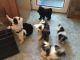 Tibetan Terrier Puppies for sale in Boston, MA 02114, USA. price: $450