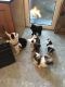 Tibetan Terrier Puppies for sale in Merrick, NY, USA. price: $500