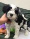 Tibetan Terrier Puppies for sale in Altamonte Springs, FL 32701, USA. price: $500
