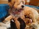 Tibetan Terrier Puppies for sale in San Francisco, CA, USA. price: $450