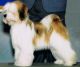 Tibetan Terrier Puppies for sale in TX-249, Houston, TX, USA. price: $400