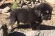 Tibetan Terrier Puppies for sale in Delta, BC, Canada. price: NA