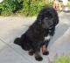 Tibetan Terrier Puppies for sale in Columbus, OH 43215, USA. price: $400