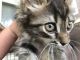 Tiger Cat Cats for sale in Alliance, OH 44601, USA. price: NA