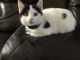 Tiger Cat Cats for sale in Bastrop County, TX, USA. price: NA