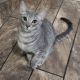 Tiger Cat Cats for sale in Kansas City, MO, USA. price: $50