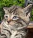 Tiger Cat Cats for sale in Erie, PA, USA. price: NA