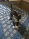 Tiger Cat Cats for sale in Uniondale, NY 11553, USA. price: $100