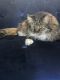 Tiger Cat Cats for sale in 4940 E Fort Lowell Rd, Tucson, AZ 85712, USA. price: NA