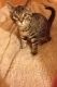 Tiger Cat Cats for sale in Walnutport, PA 18088, USA. price: NA