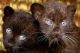 Tiger Cat Cats for sale in Alexandria Bay, NY, USA. price: $800
