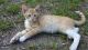 Tiger Cat Cats for sale in Augusta, GA, USA. price: NA