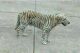 Tiger Cat Cats for sale in Omaha, NE, USA. price: $250