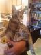 Tiger Cat Cats for sale in Imperial Beach, CA 91932, USA. price: NA