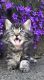Tiger Cat Cats for sale in SeaTac, WA, USA. price: NA