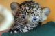 Tiger/Siamese Cats for sale in Doddridge, Sulphur Township, AR 71826, USA. price: NA