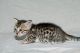 Tiger/Siamese Cats for sale in Newark, NJ, USA. price: NA