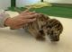 Tiger/Siamese Cats