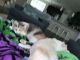 Tiger/Siamese Cats for sale in Dickinson, TX 77539, USA. price: NA