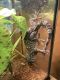 Tokay Gecko Reptiles