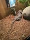Tokay Gecko Reptiles