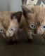 Tonkinese Cats for sale in Jacksonville, FL, USA. price: NA