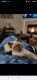 Tonkinese Cats for sale in East Troy, WI 53120, USA. price: $100