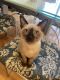 Tonkinese Cats for sale in Romeoville, IL, USA. price: $800