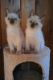 Tonkinese Cats for sale in Waterford Twp, MI, USA. price: NA