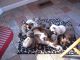Tonkinese Cats for sale in San Antonio, TX, USA. price: NA