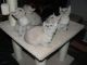 Tonkinese Cats for sale in Mesquite, TX, USA. price: $300