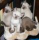Tonkinese Cats for sale in Joliet, IL, USA. price: NA