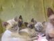 Tonkinese Cats for sale in Honolulu, HI, USA. price: NA