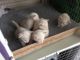 Tonkinese Cats for sale in Indianapolis, IN, USA. price: NA