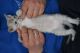 Tonkinese Cats for sale in Los Angeles, CA, USA. price: NA