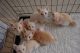 Tonkinese Cats for sale in Concord, CA, USA. price: NA