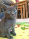 Tonkinese Cats for sale in Fresno, CA, USA. price: $475