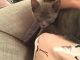 Tonkinese Cats for sale in Boston, MA, USA. price: $400