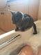 Tonkinese Cats for sale in Los Angeles, CA, USA. price: $300