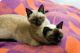 Tonkinese Cats for sale in Kapolei, HI, USA. price: $500