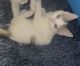 Torby Cats for sale in Baldwin Park, CA 91706, USA. price: NA