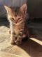 Torby Cats for sale in Jacksonville, NC, USA. price: $800