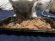 Torby Cats for sale in East Elmhurst, NY 11369, USA. price: NA
