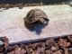Tortoise Reptiles for sale in Fairfield, CA, USA. price: $270