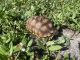 Tortoise Reptiles for sale in Lake Worth, FL, USA. price: $300