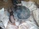 Tortoise Reptiles for sale in Phoenix, AZ, USA. price: $650